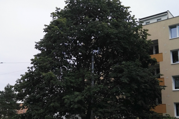 Řez stromů v lokalitě Jožky Jabůrkové, Urxova, Vrbenského a Ulrychova
