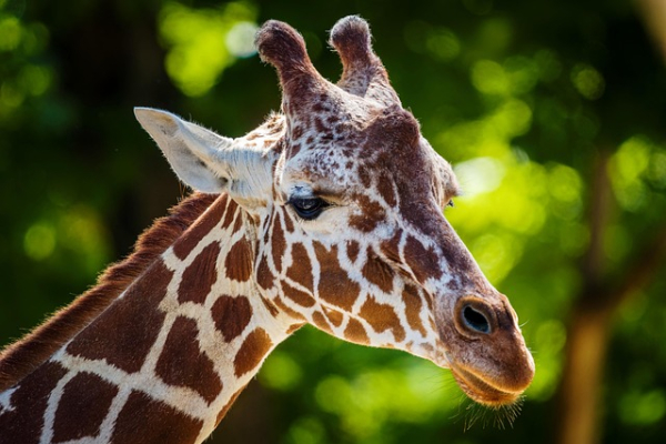 Zoo Brno zahajuje rekonstrukci hlavního vstupu