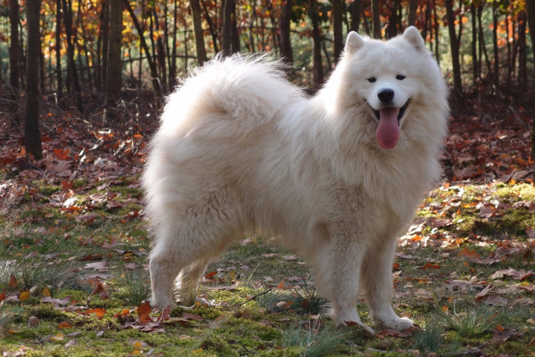 Dávejte si pozor na své psy