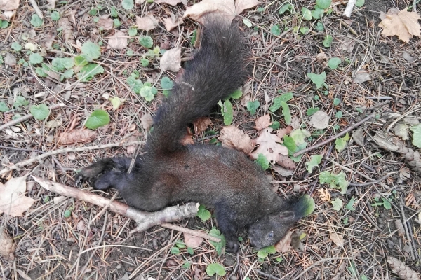 Uhynulé veverky - doplňující informace